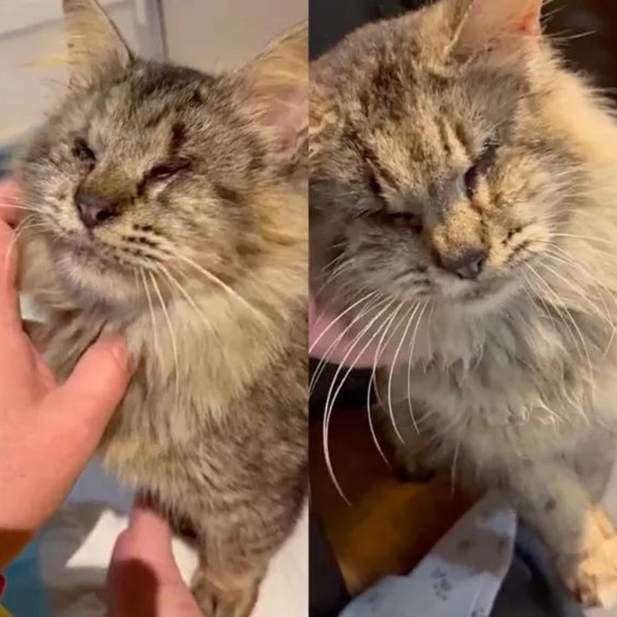 injured cat