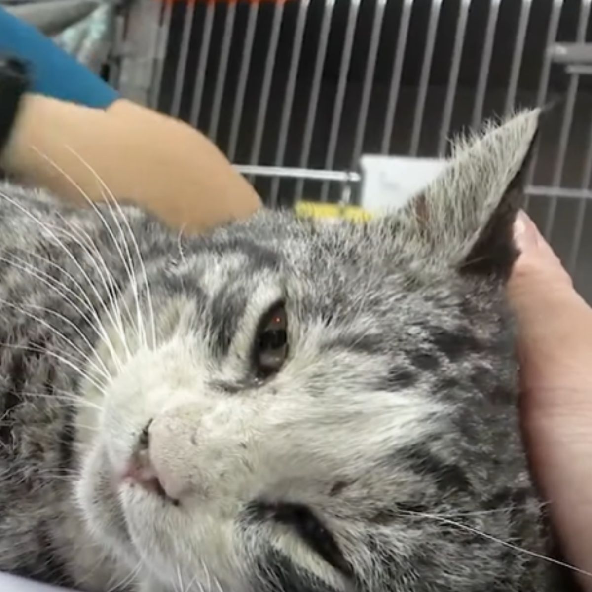 injured cat at the vet