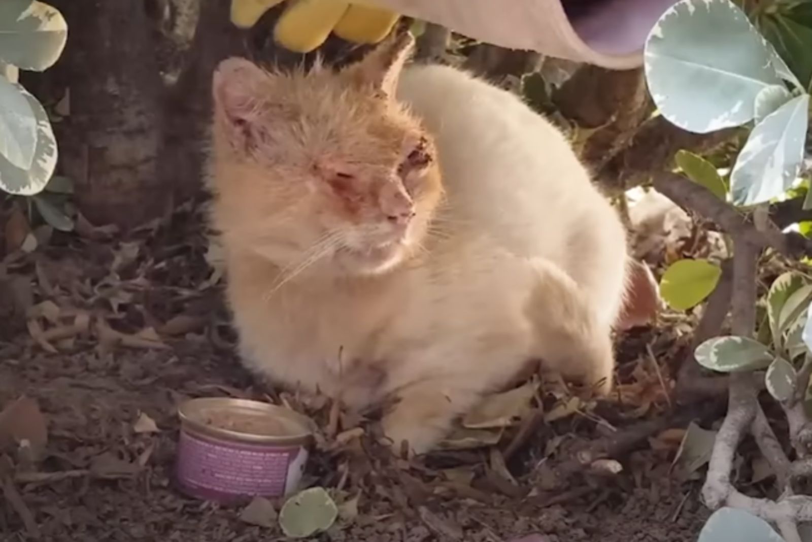 injured cat hiding in bushes