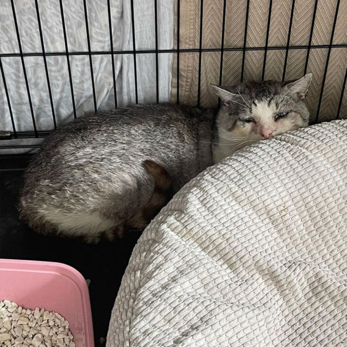 injured cat in a cage