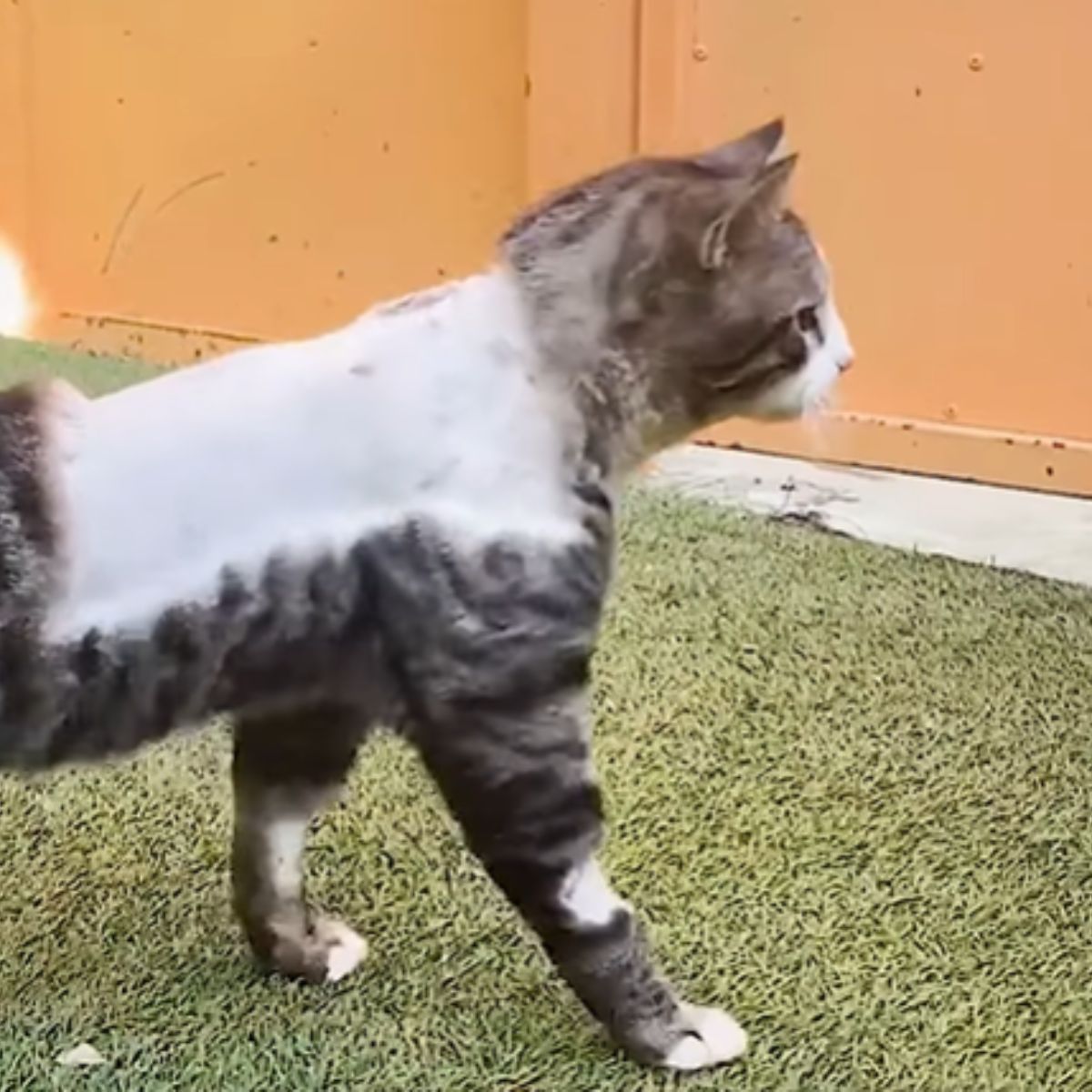 injured cat recovering