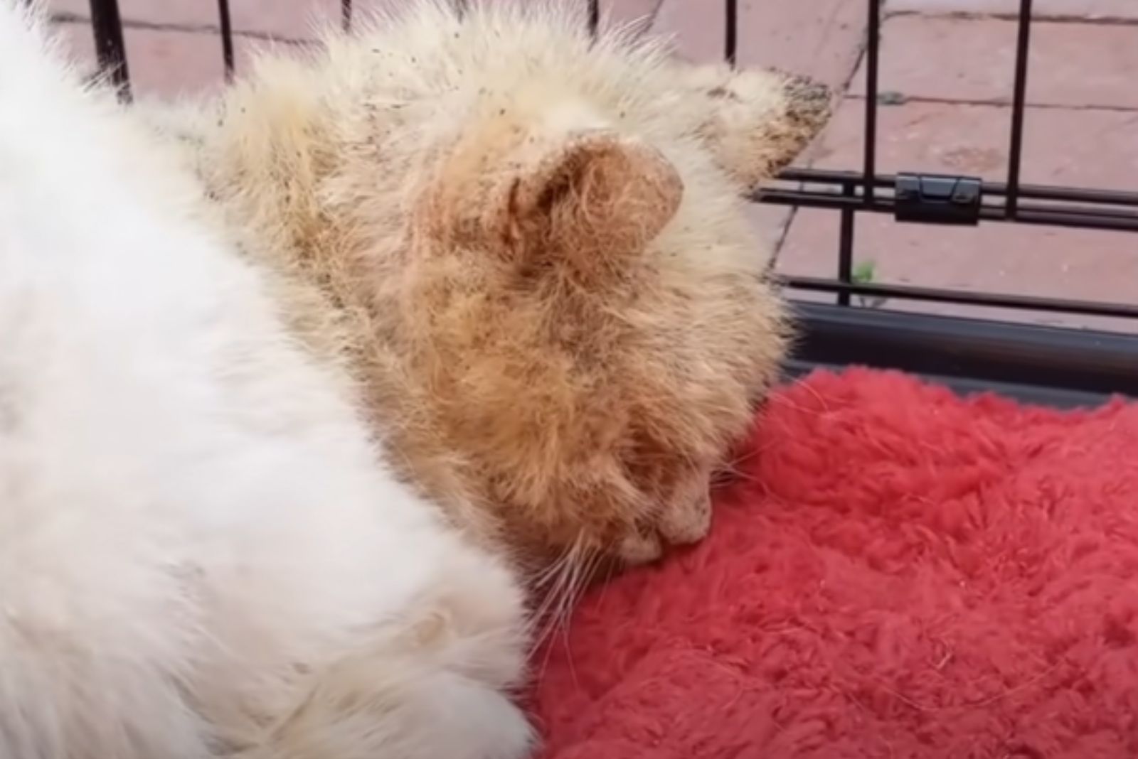injured cat sleeping