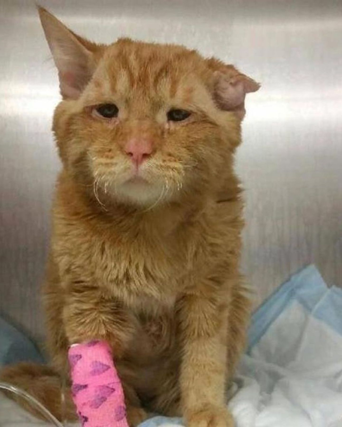 injured cat
