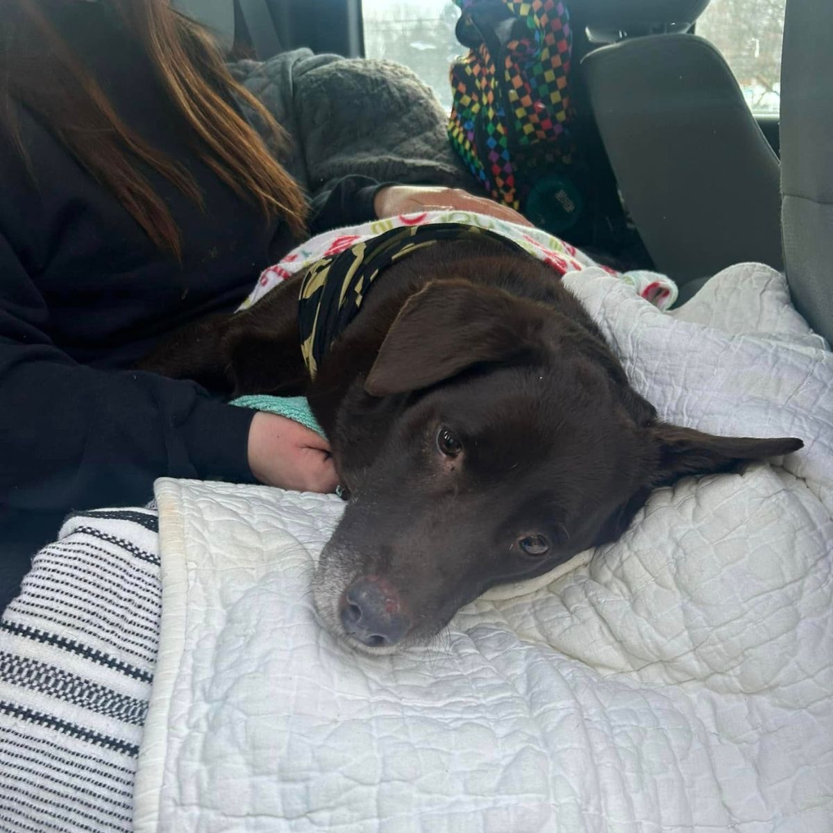 injured dog