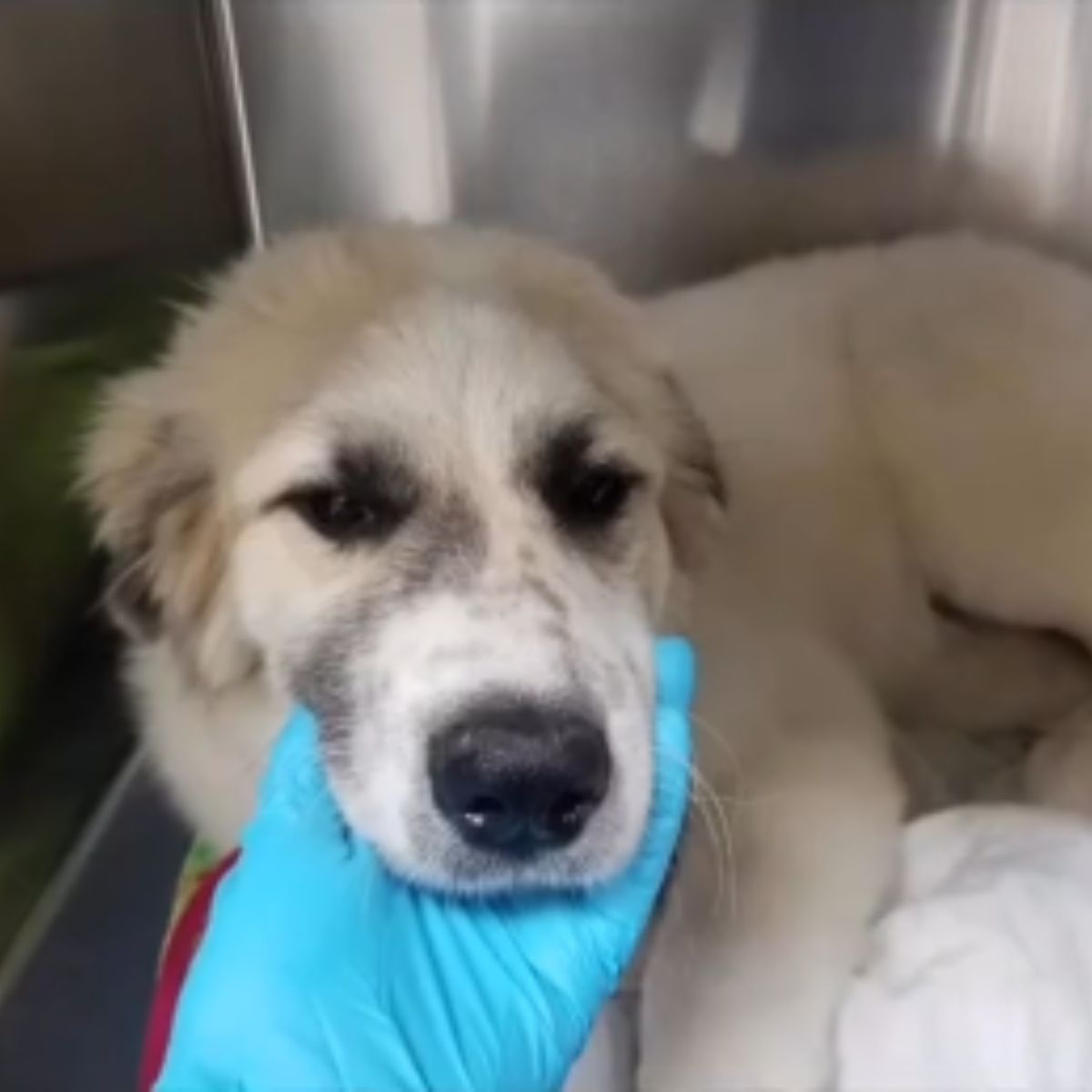 injured dog