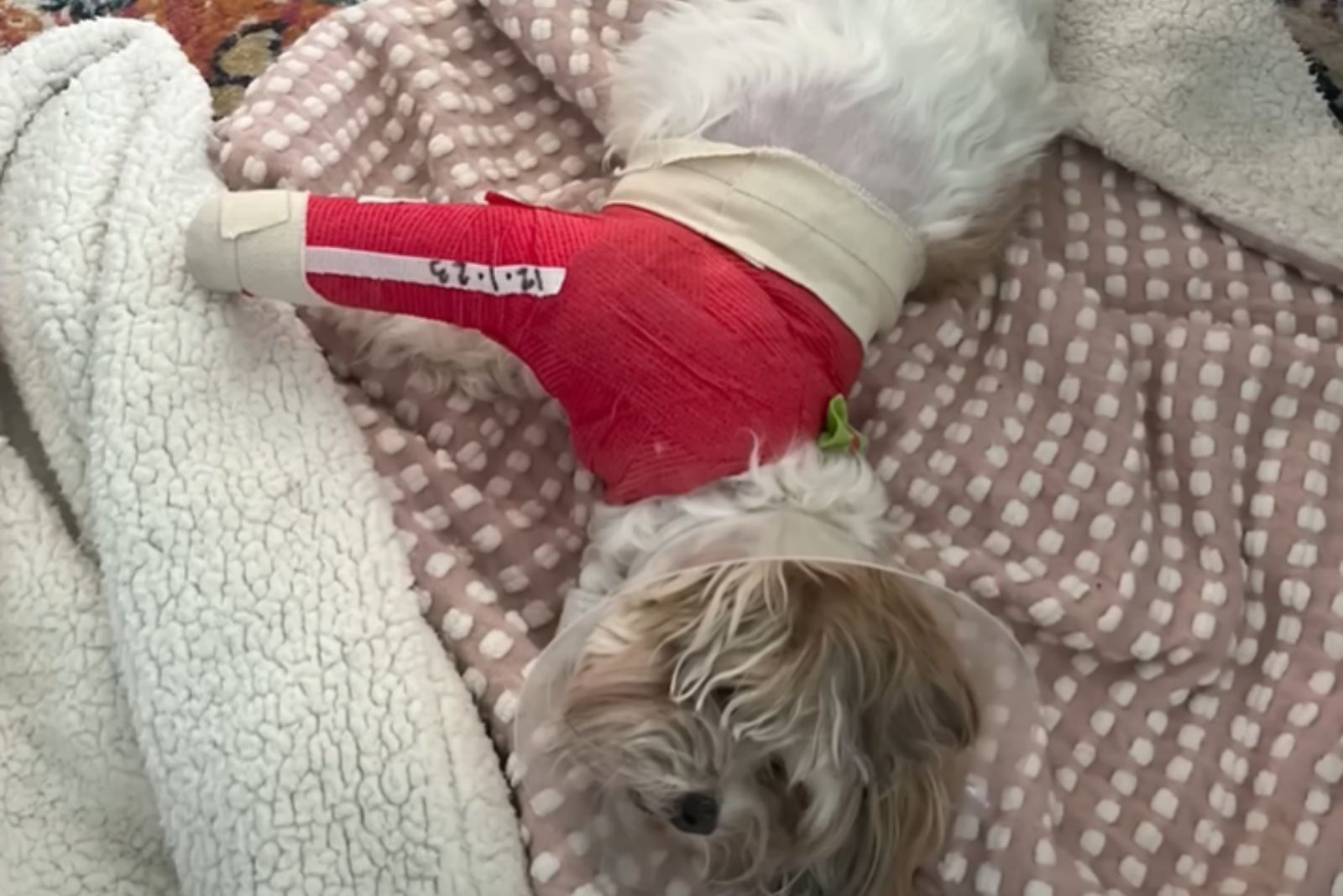 injured dog in bandages and collar