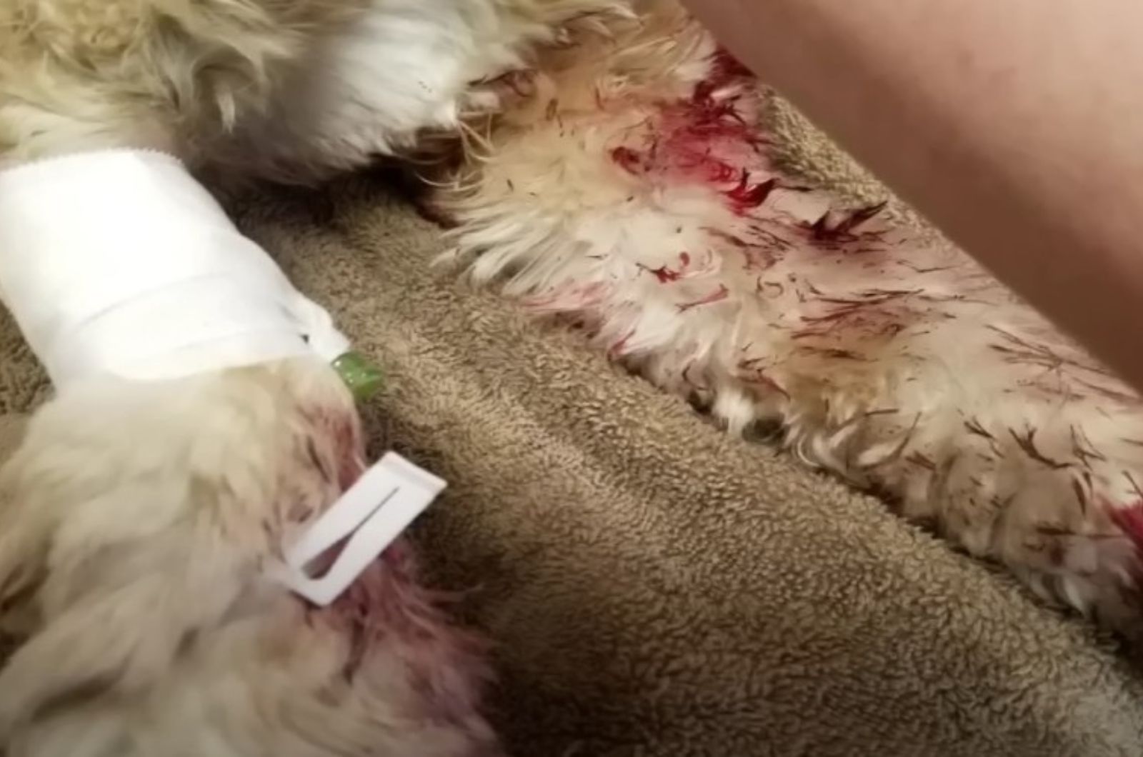 injured dog in idaho