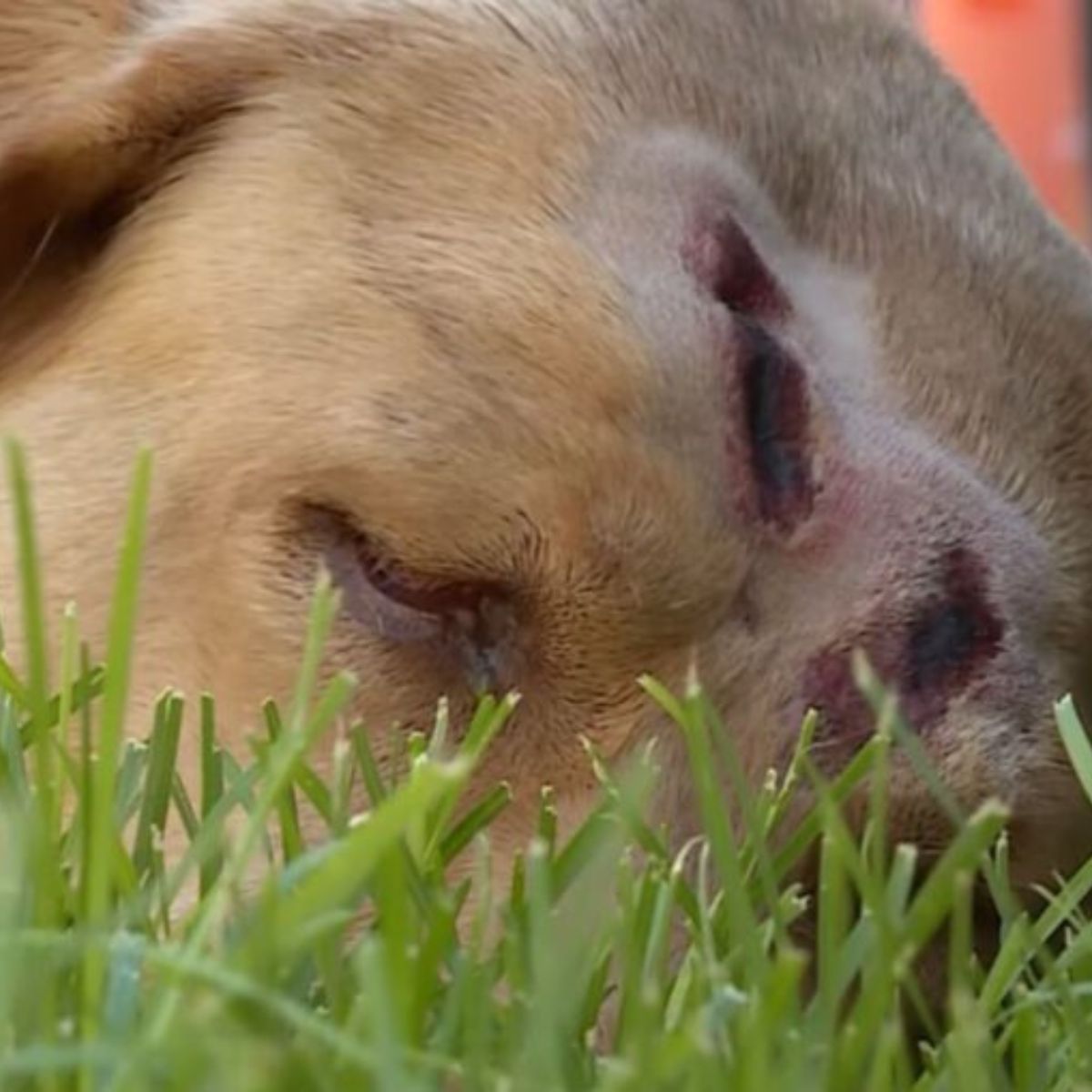 injured dog sleeping