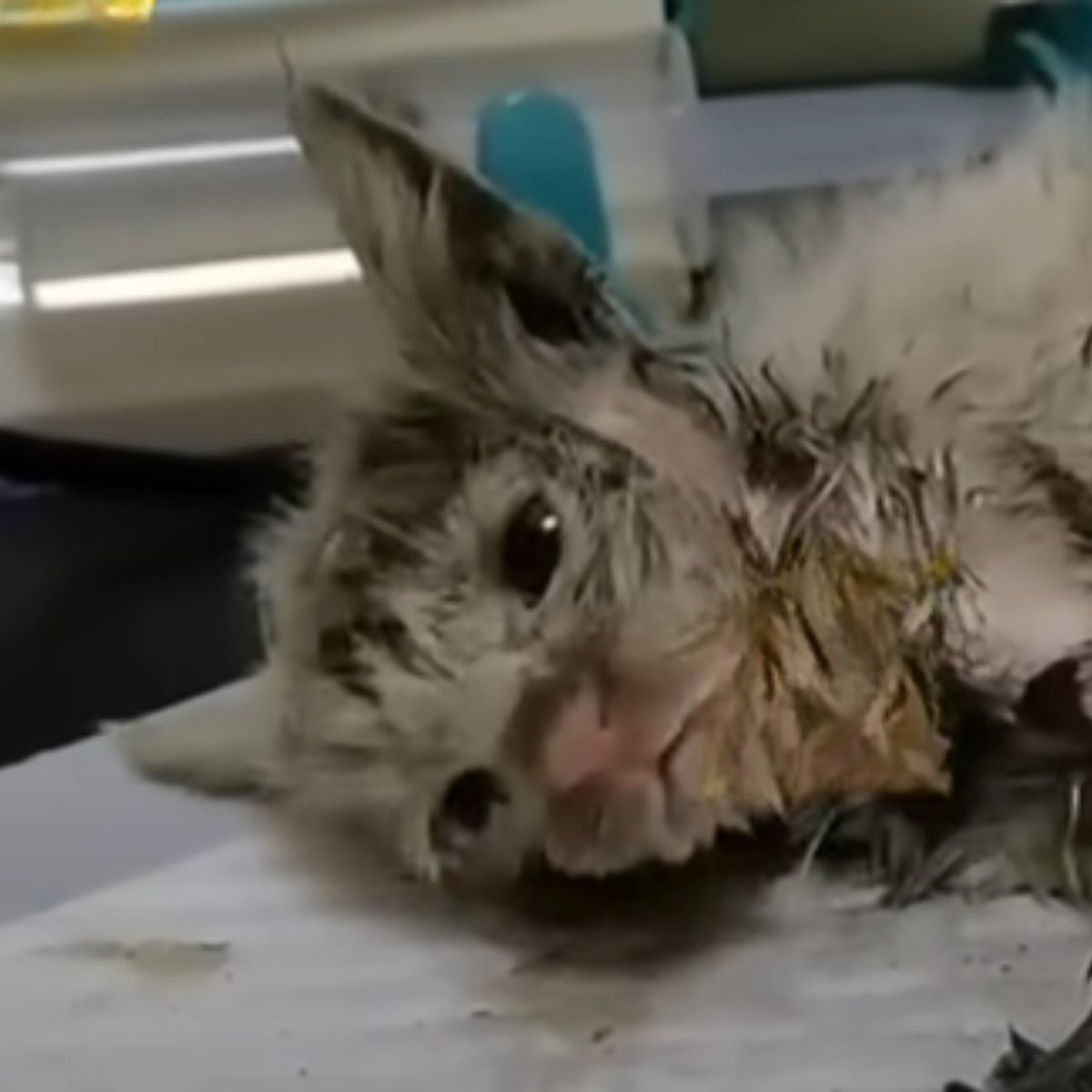 injured kitten on the table