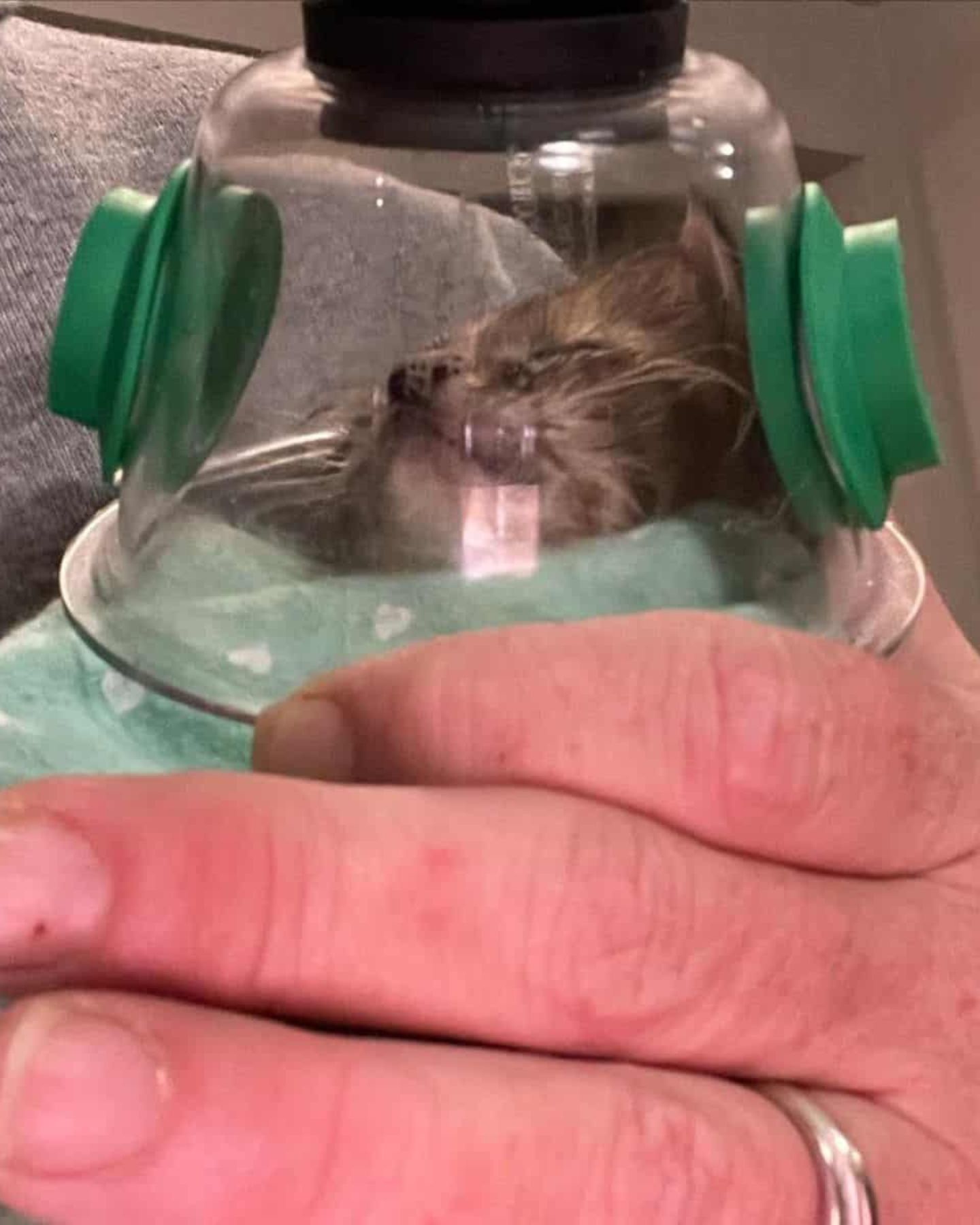 injured kitten