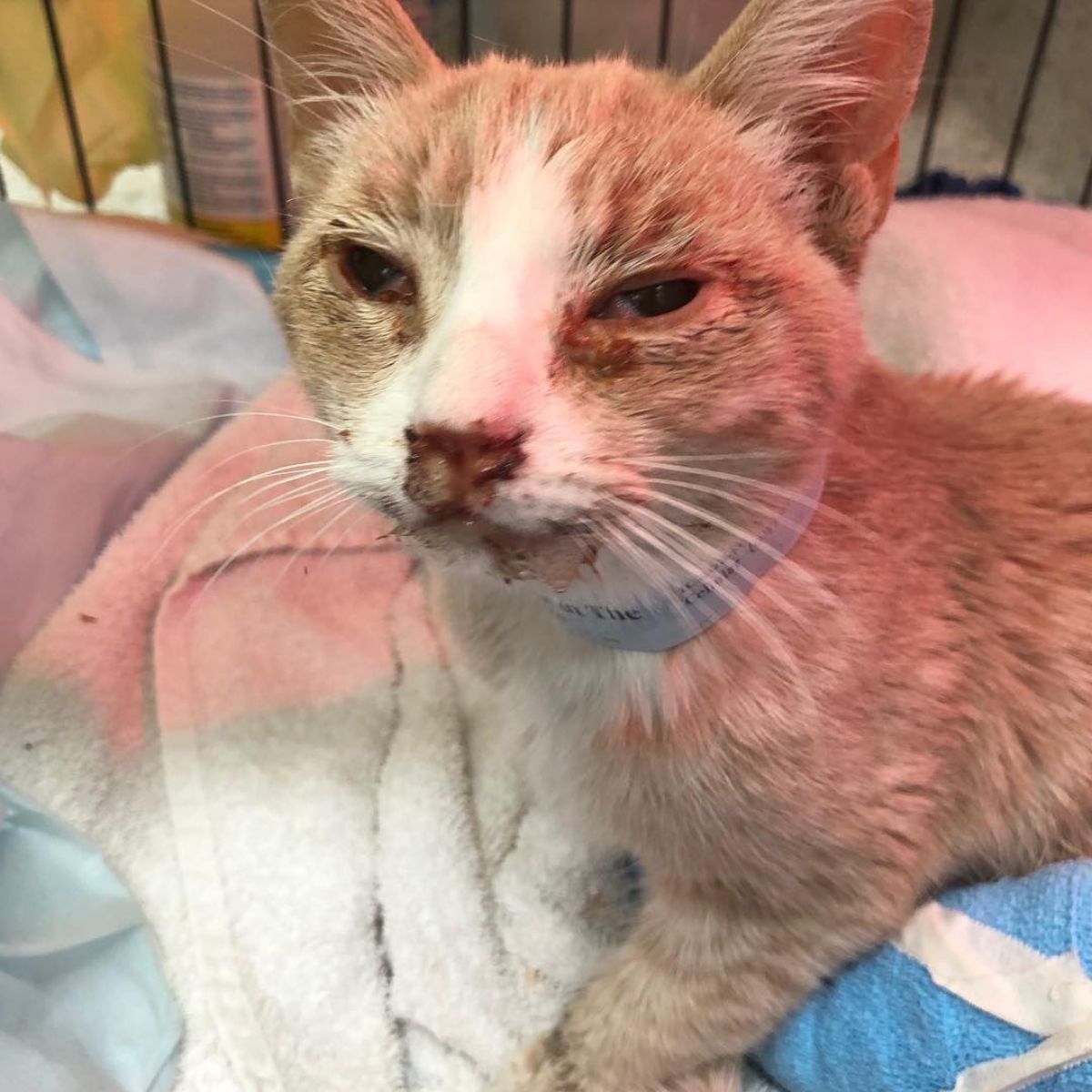 injured orange cat