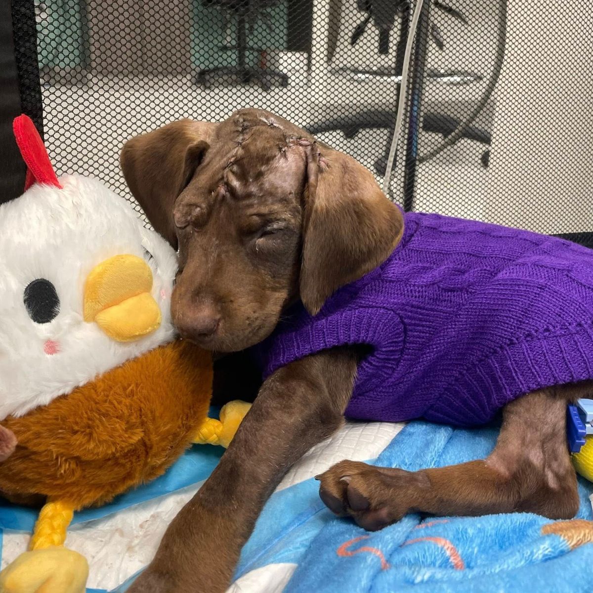 injured puppy lying