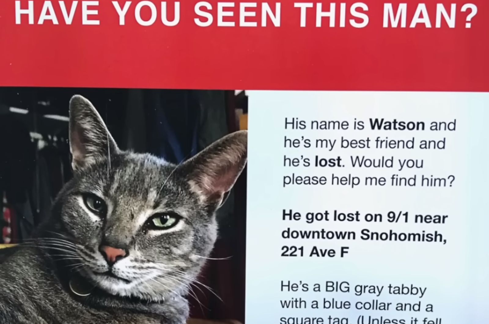 inscription that the cat is lost