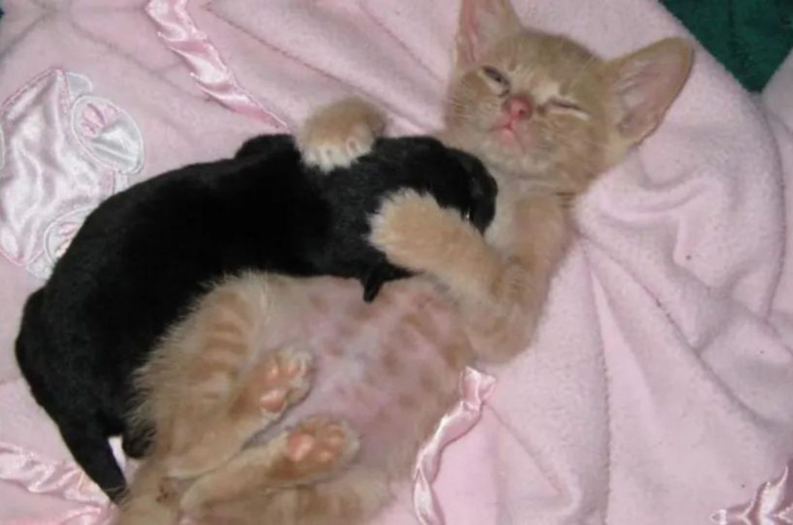 kitten and dog lying together