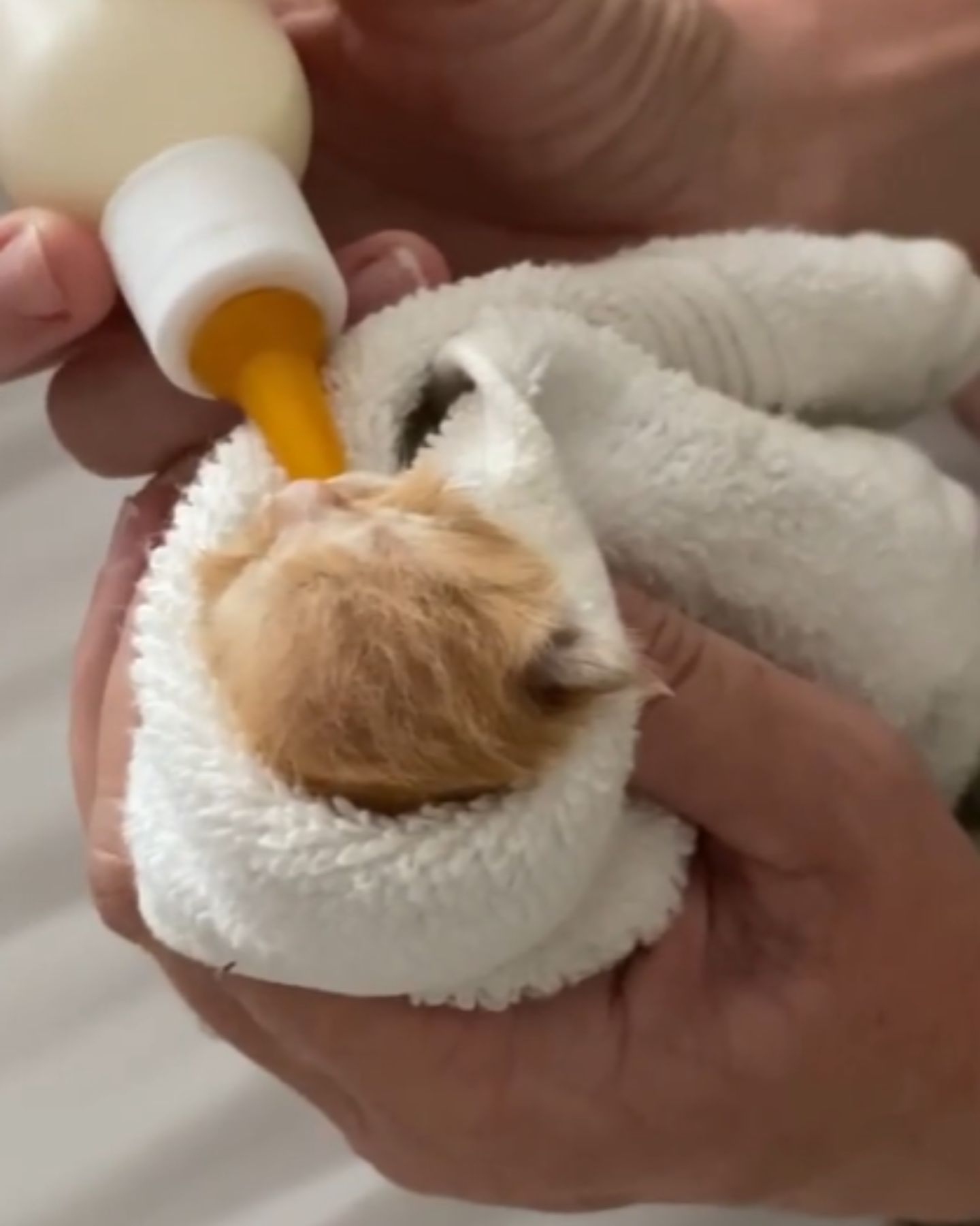 kitten bottle fed