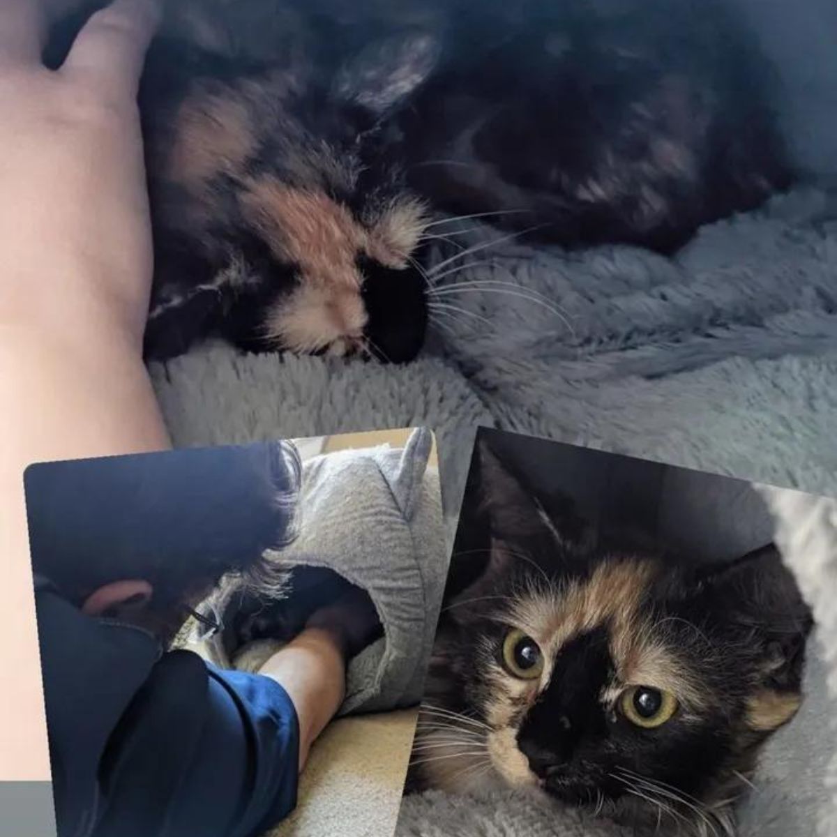 kitten collage
