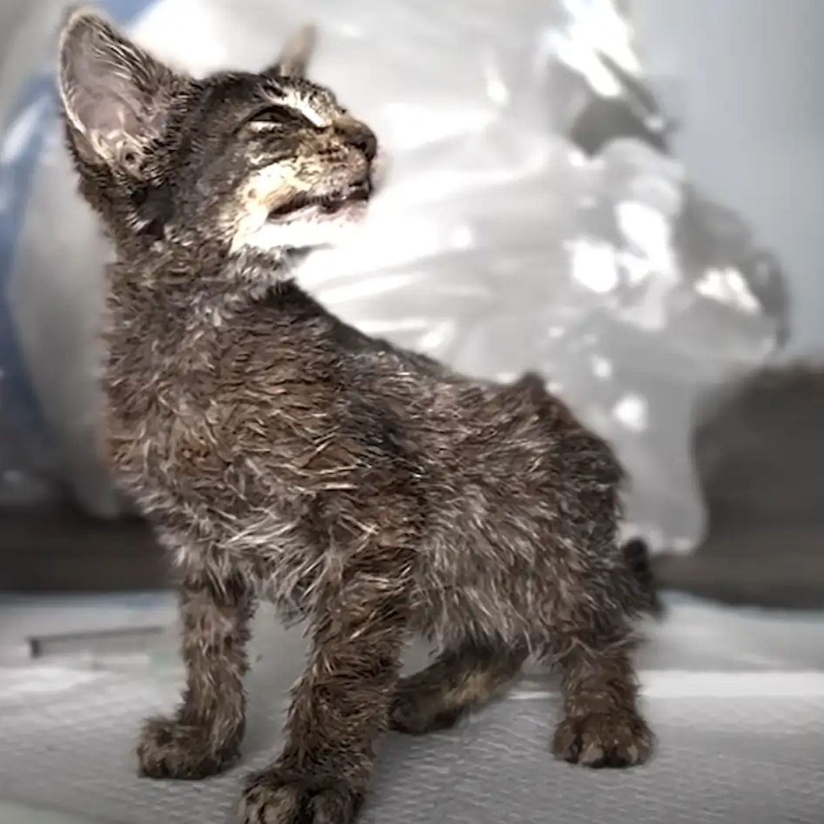 kitten covered in paint