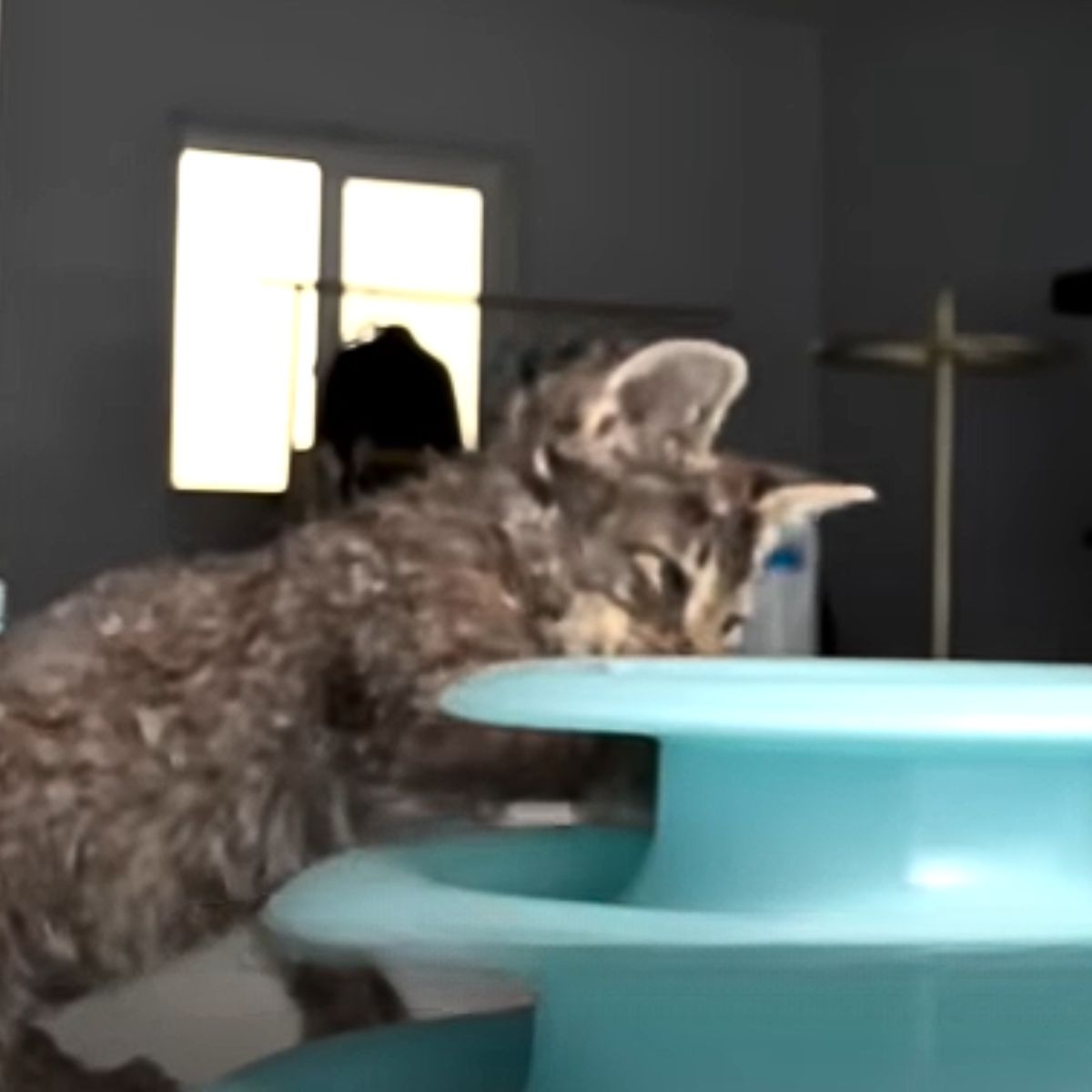 kitten drinking water