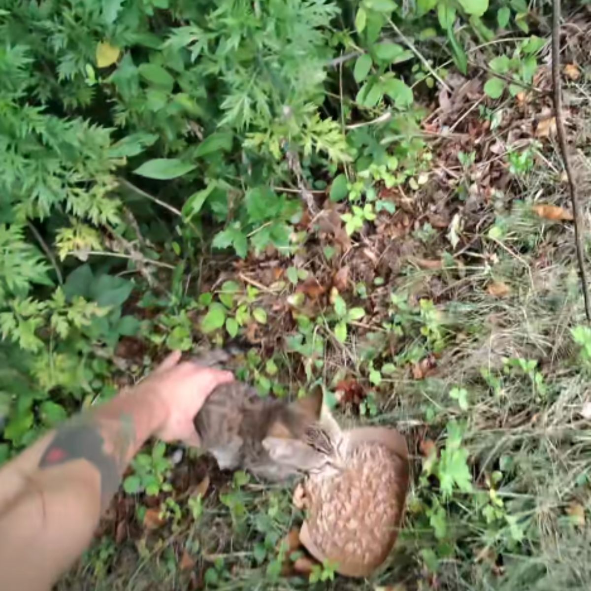 kitten eating