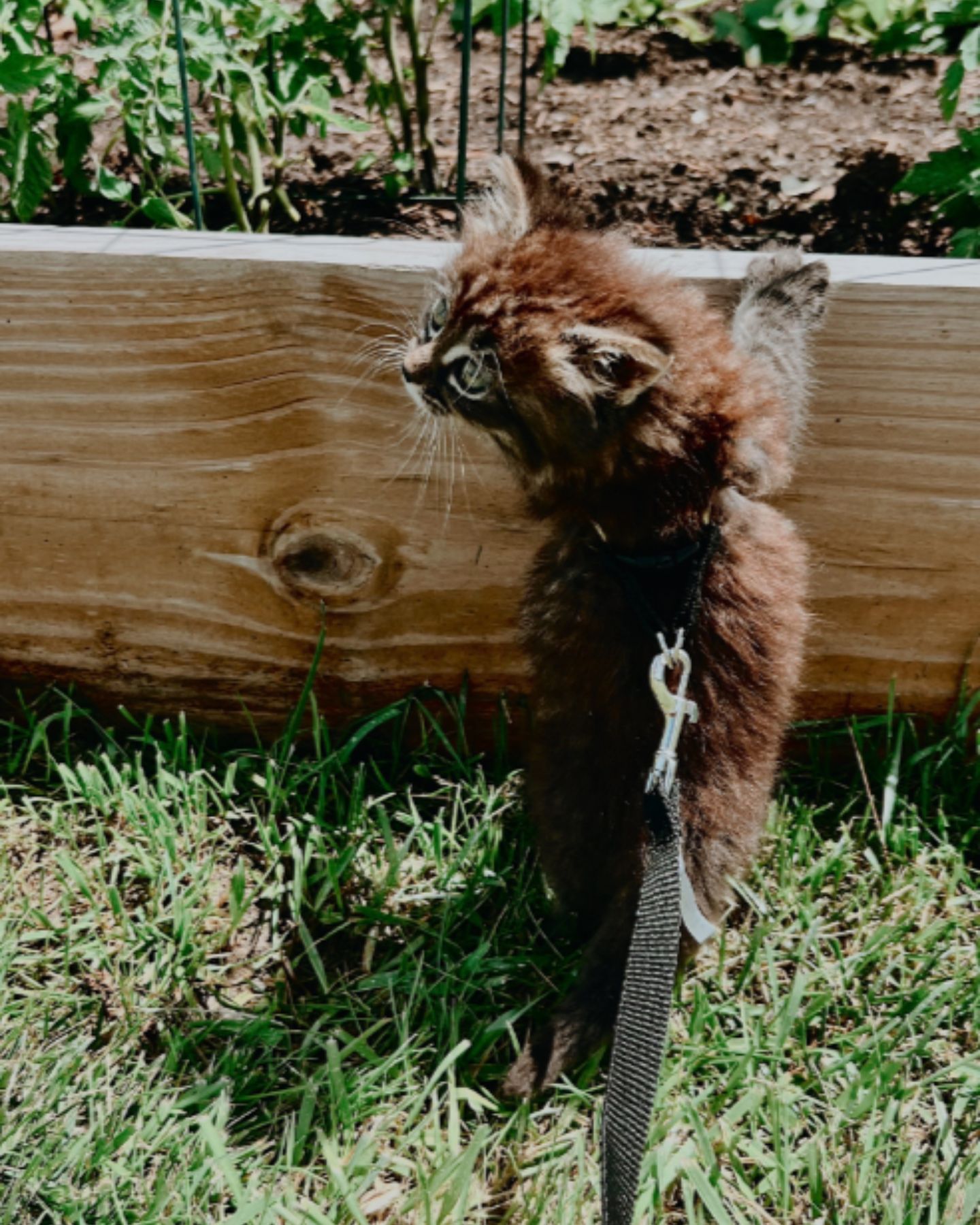 kitten exploring outside