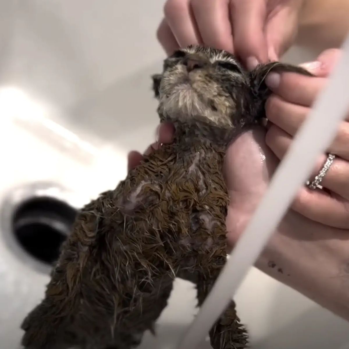 kitten getting cleaned