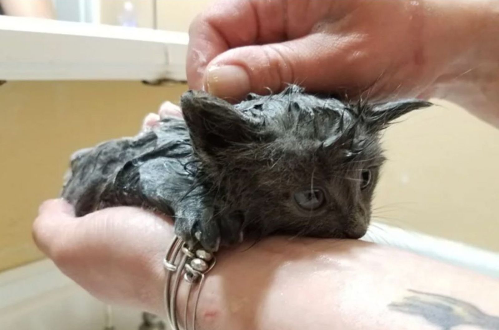 kitten getting cleaned
