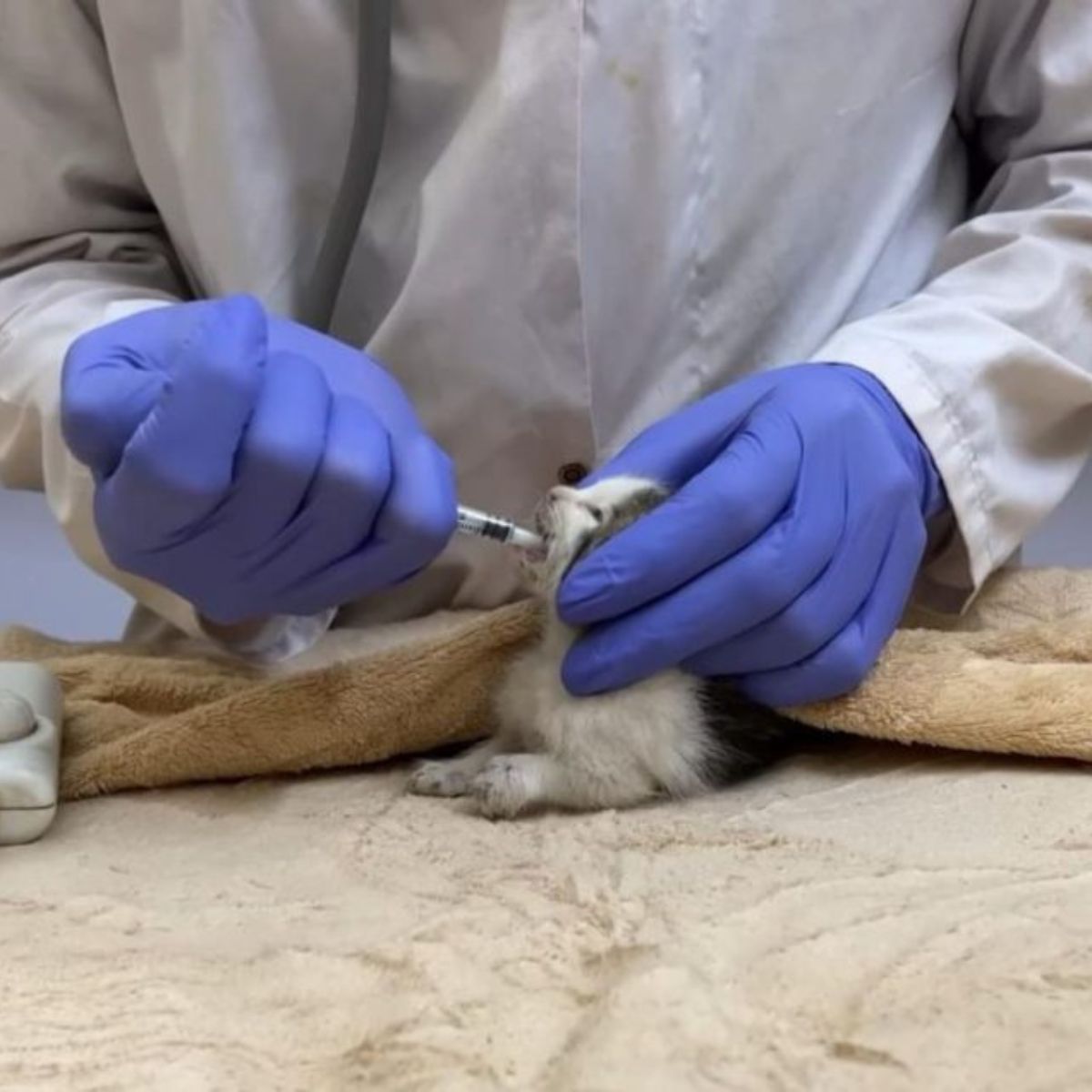 kitten getting medicine