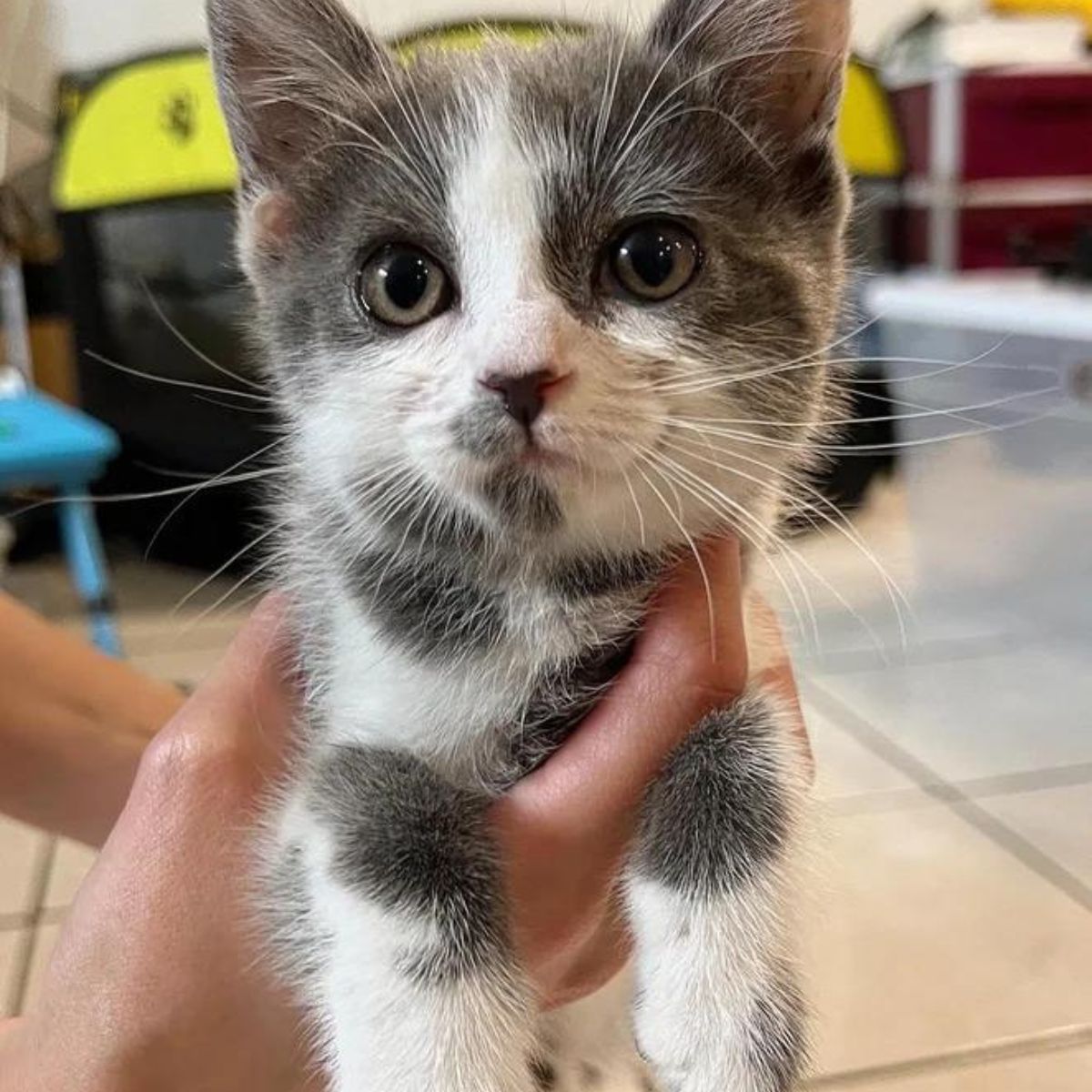 kitten held in hand
