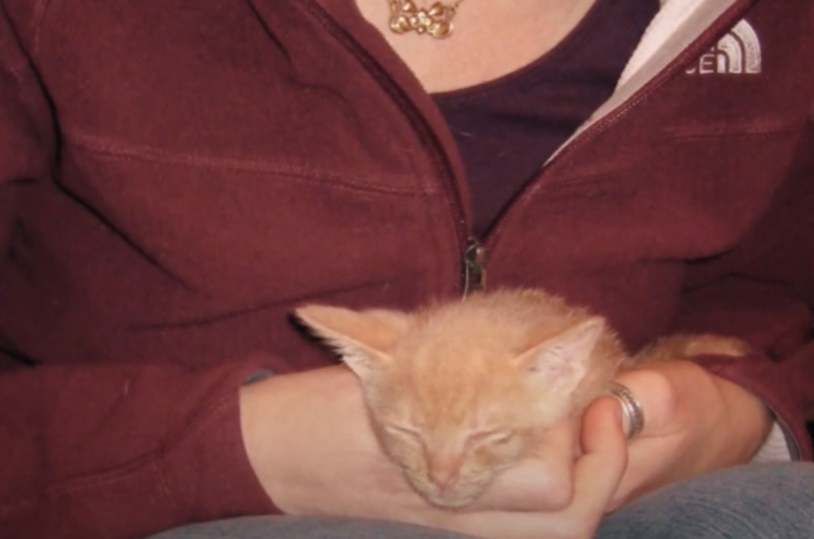 kitten held in hands