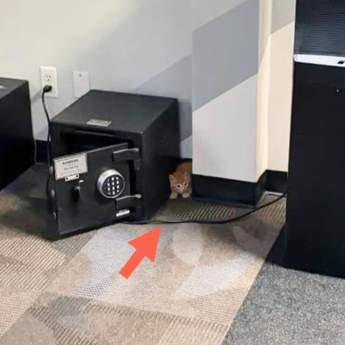 kitten hiding