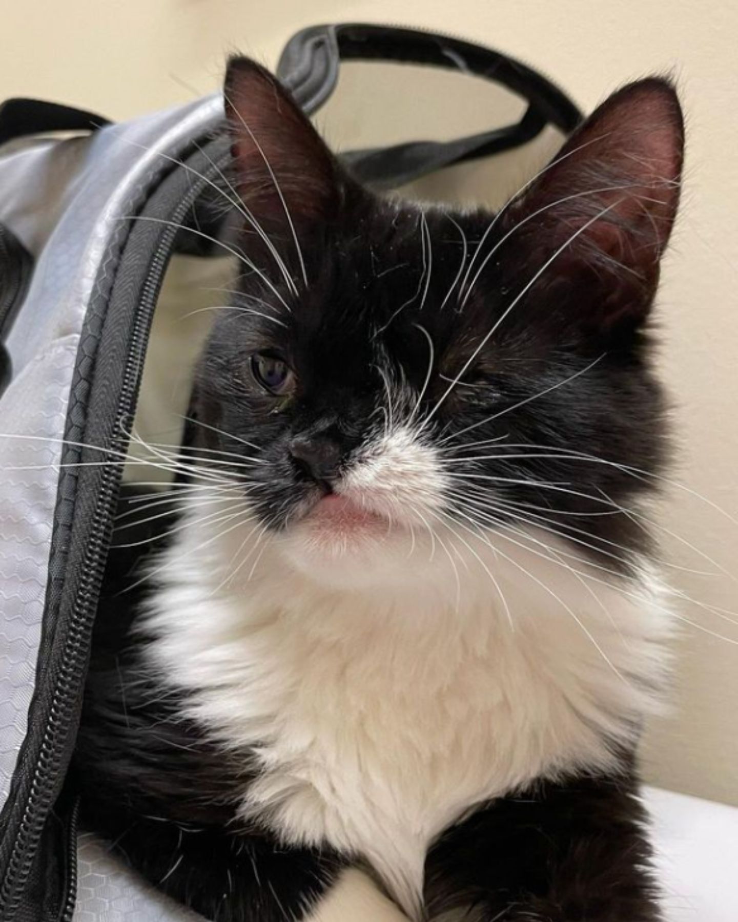 kitten in a bag