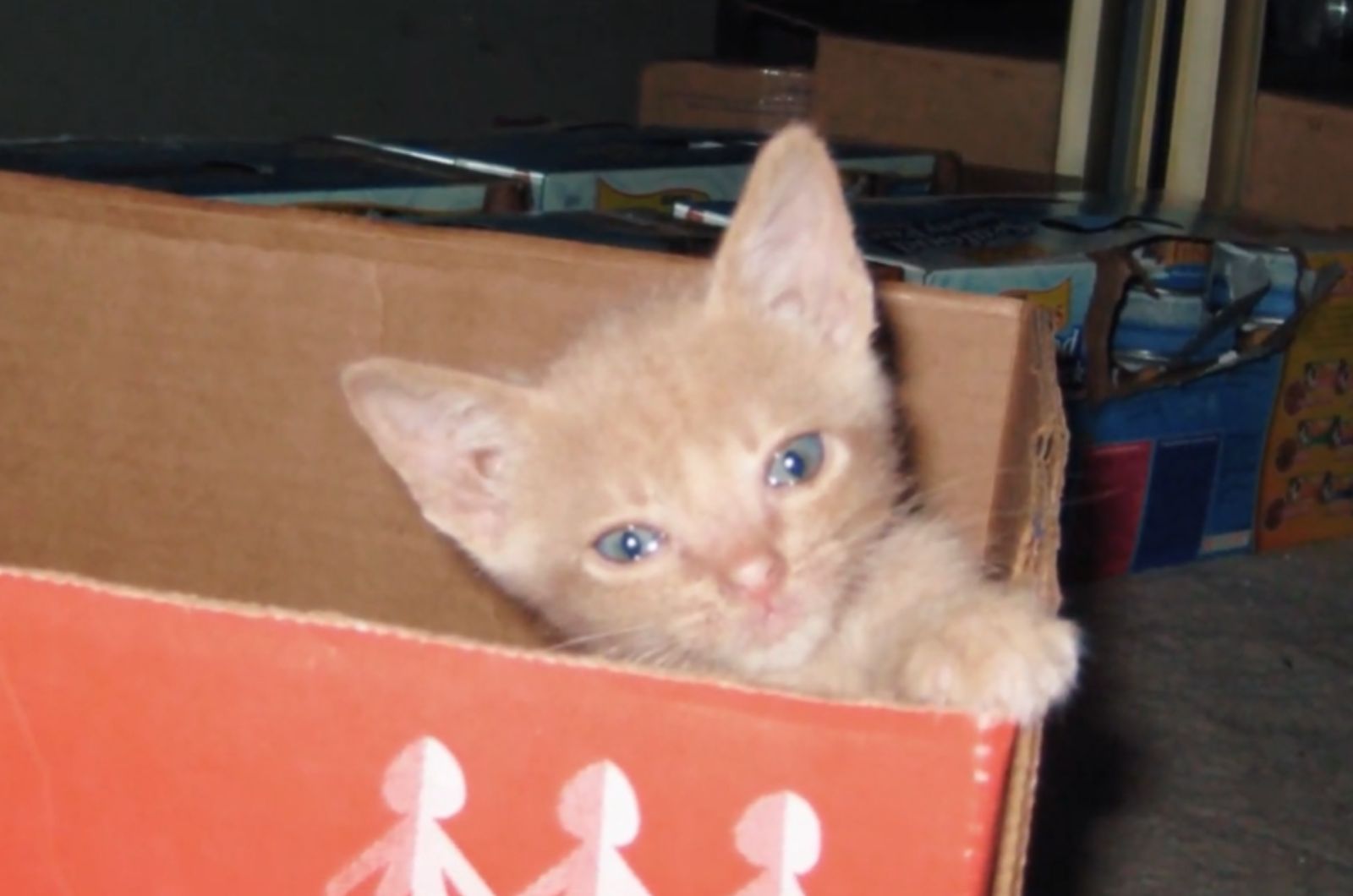 kitten in a box