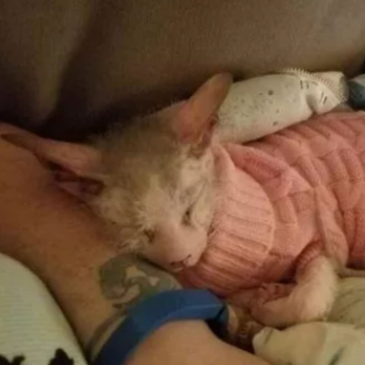 kitten in a vest sleeping