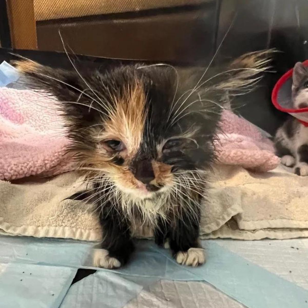 kitten in bad condition