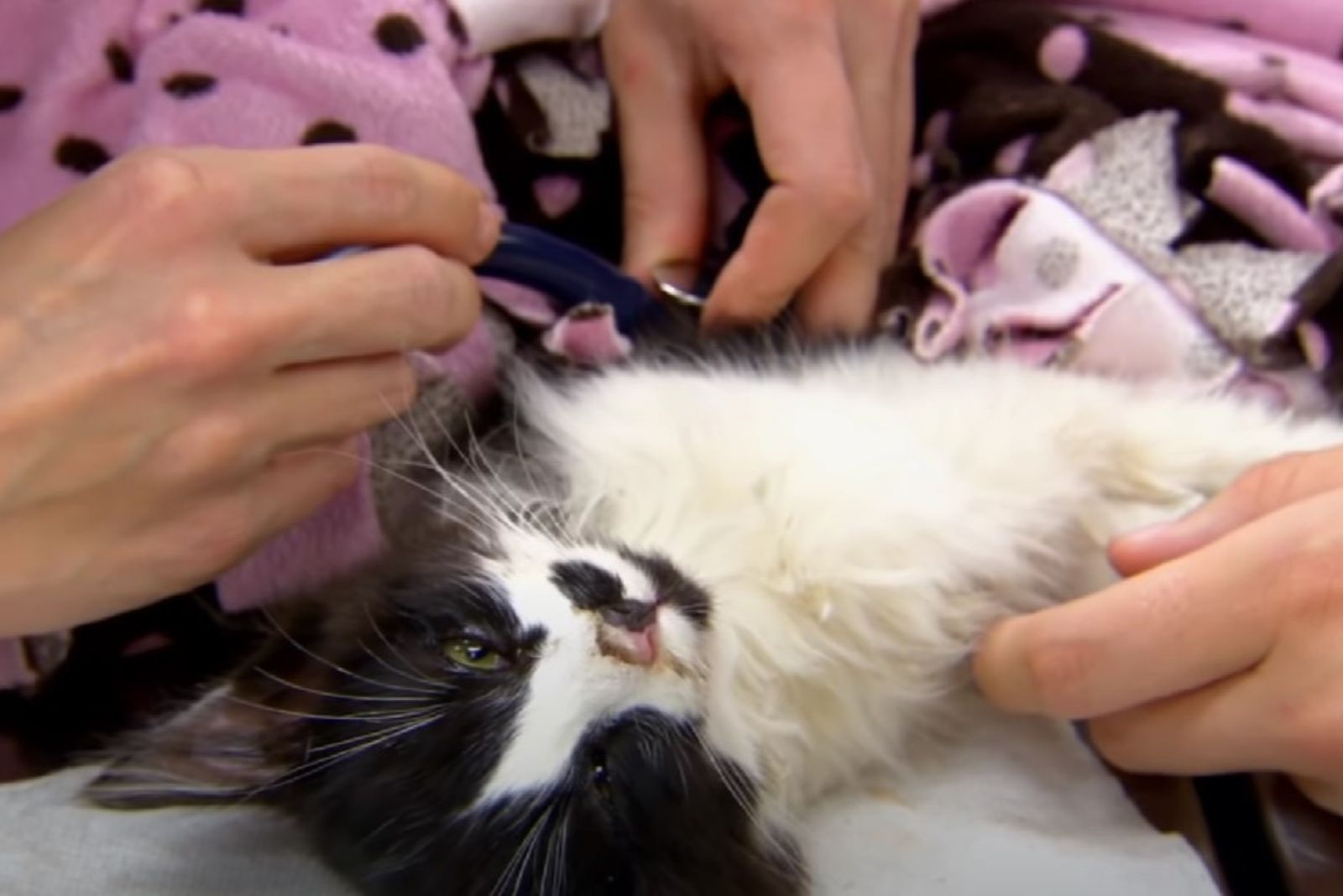 kitten in critical condition