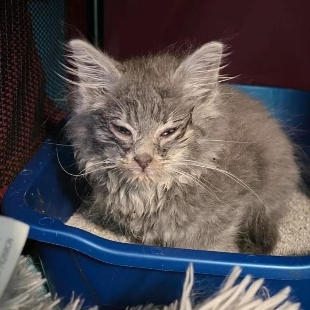 kitten in litter box