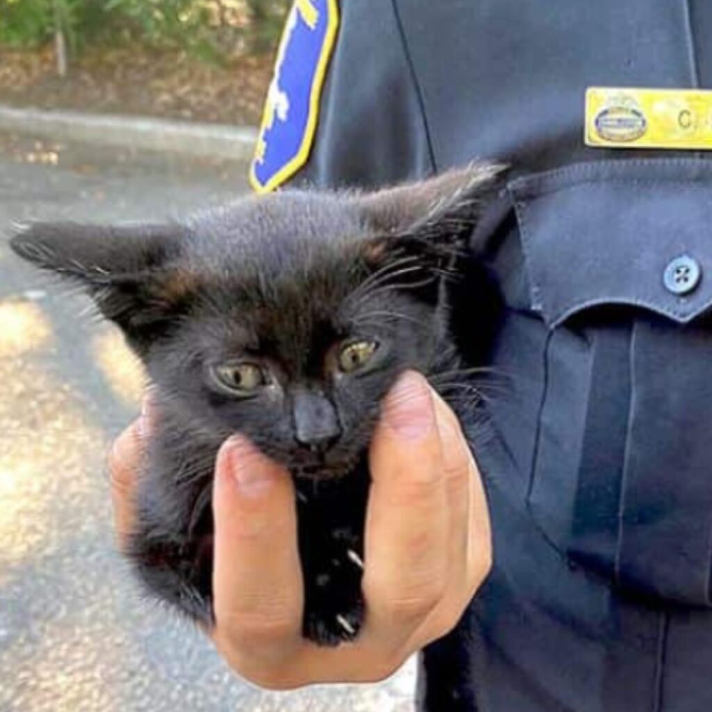 kitten in mans hand