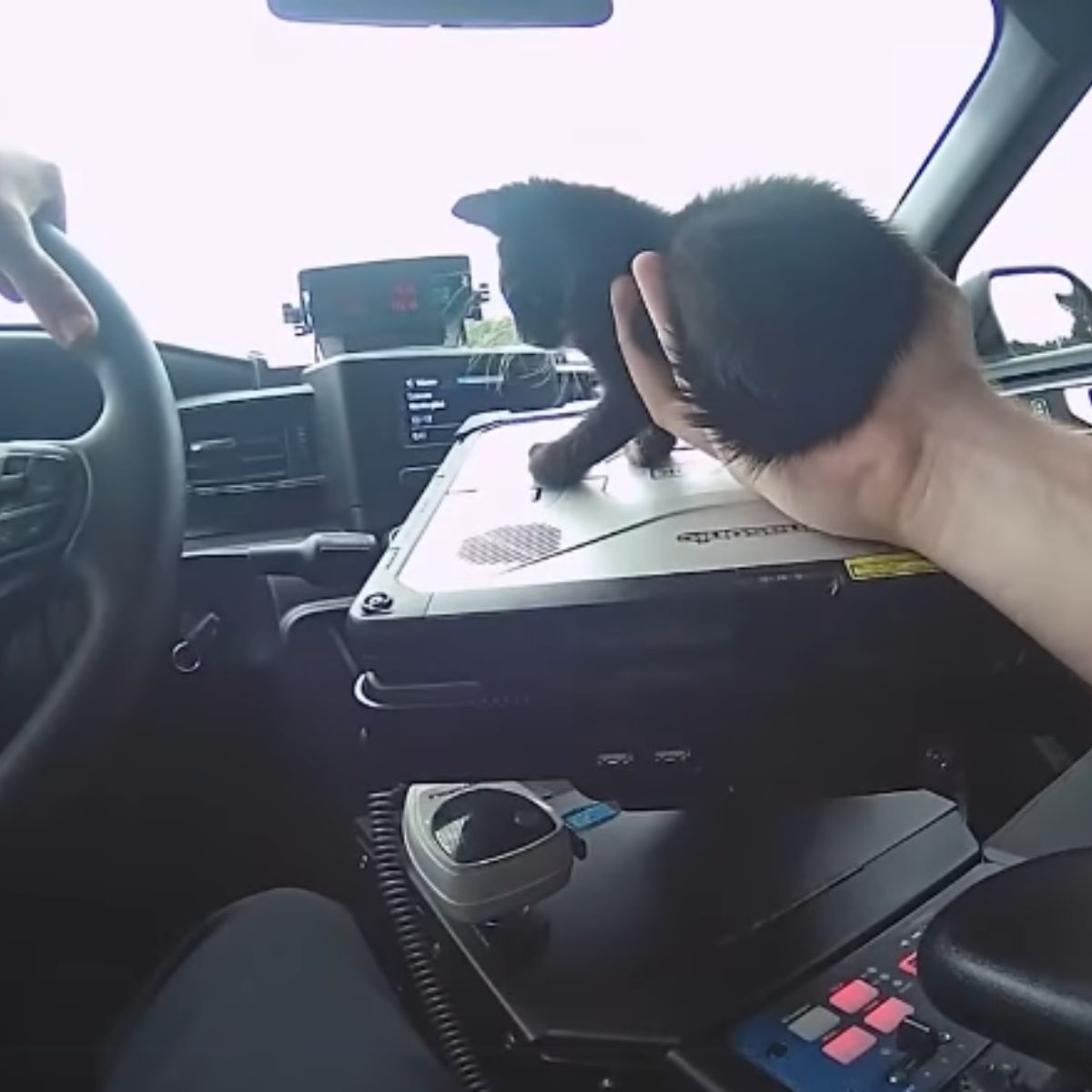 kitten in police car