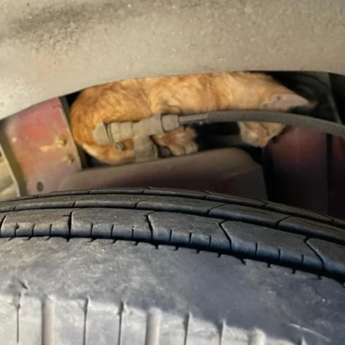 kitten in tire