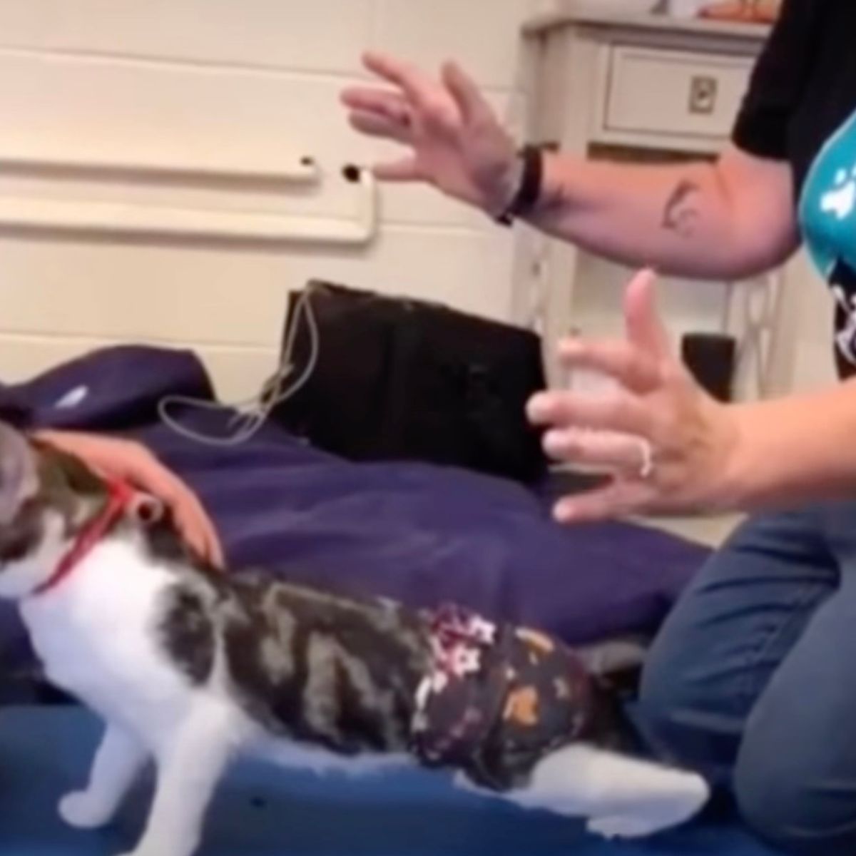 kitten is fighting