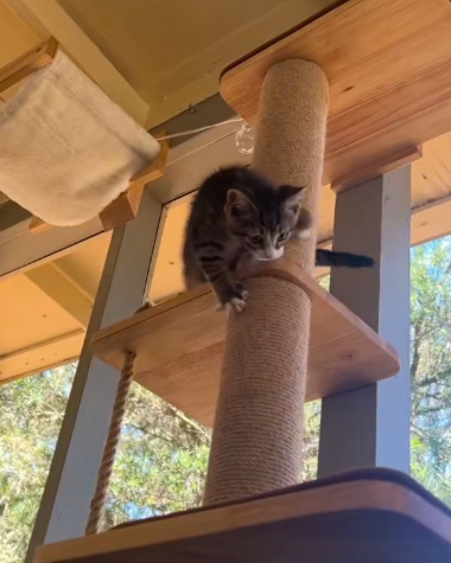 kitten is getting off the scratching post
