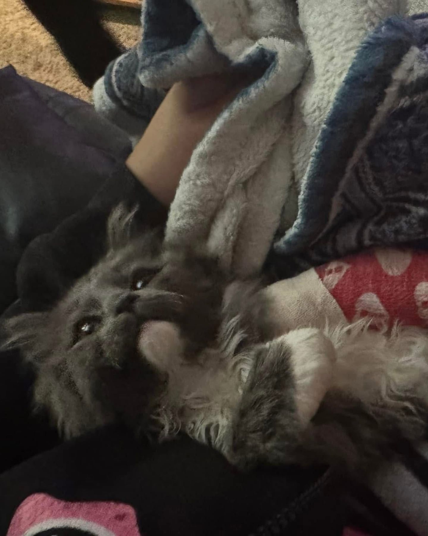 kitten lying