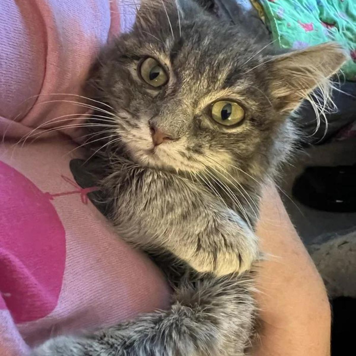 kitten lying