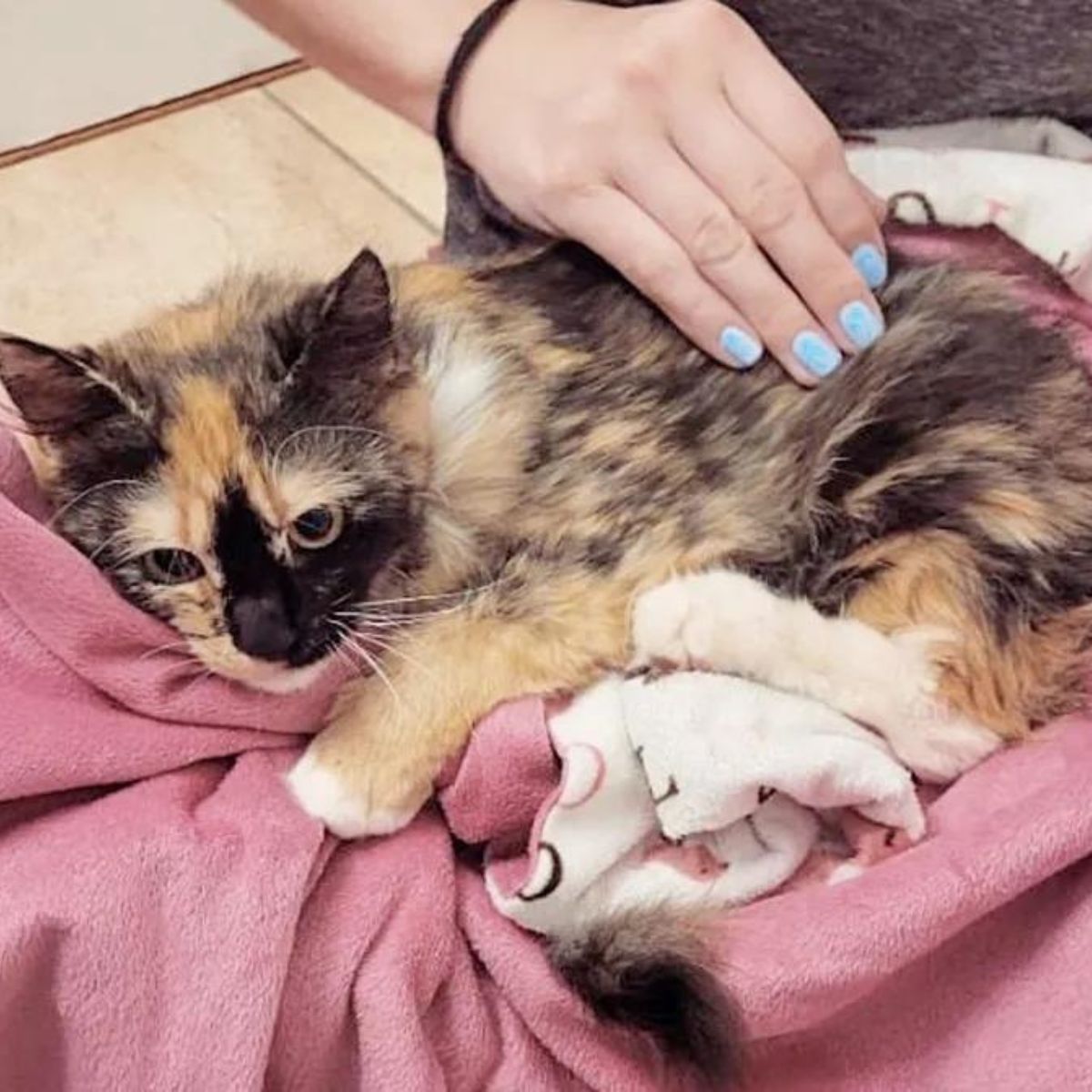 kitten lying