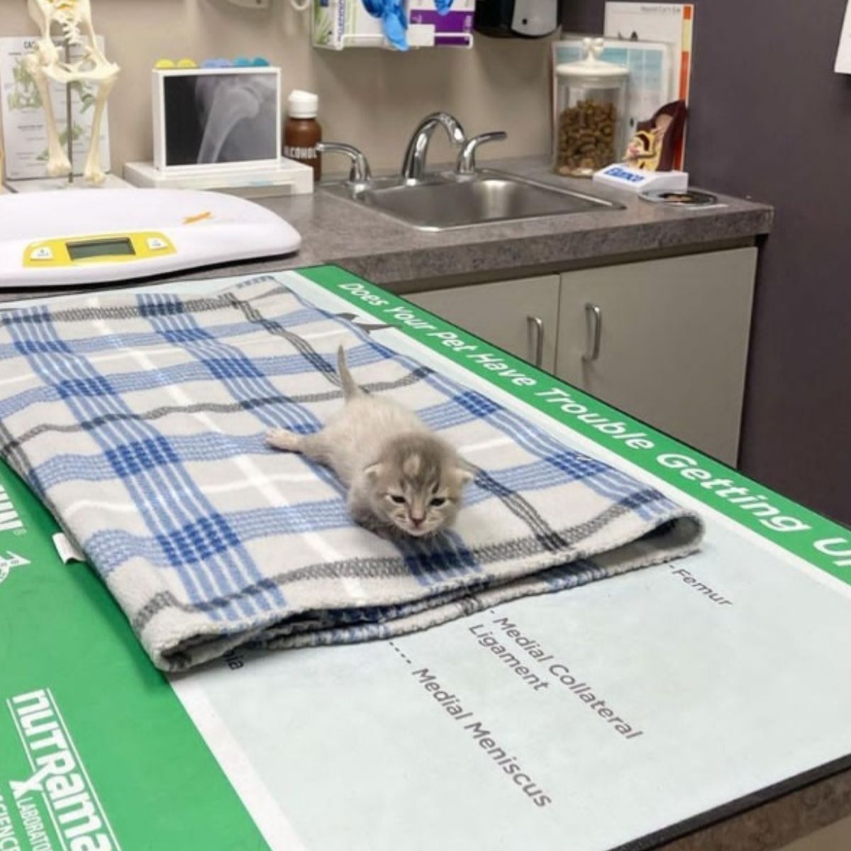 kitten lying on a blanket