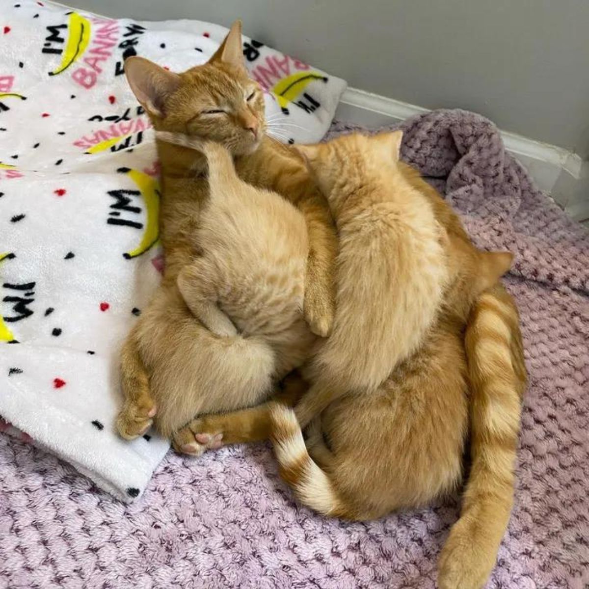 kittens lying on cat