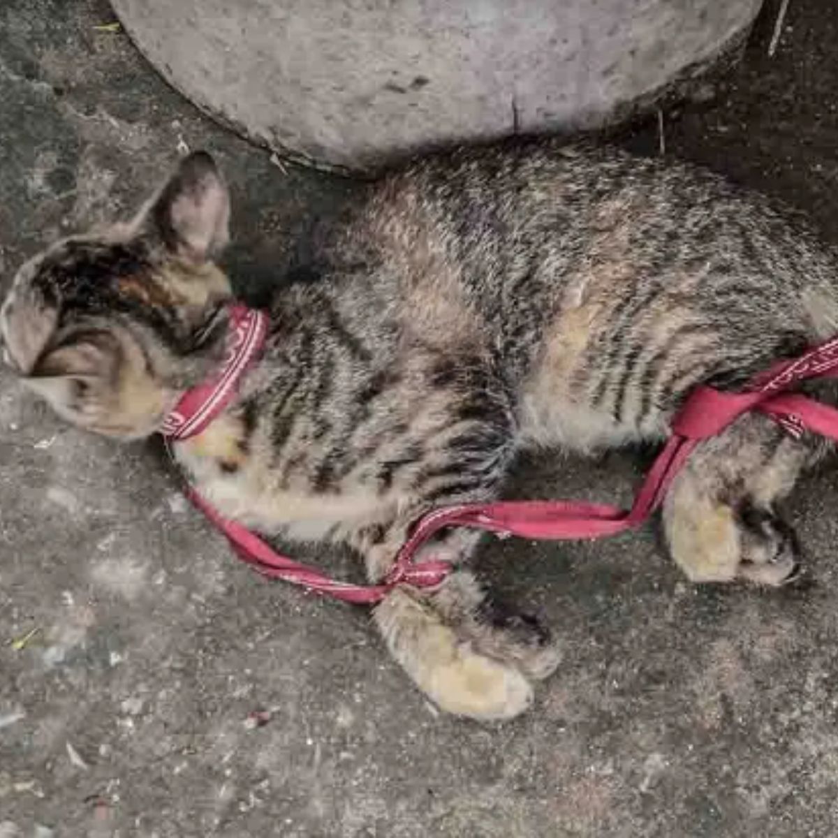 kitten lying on the roadside