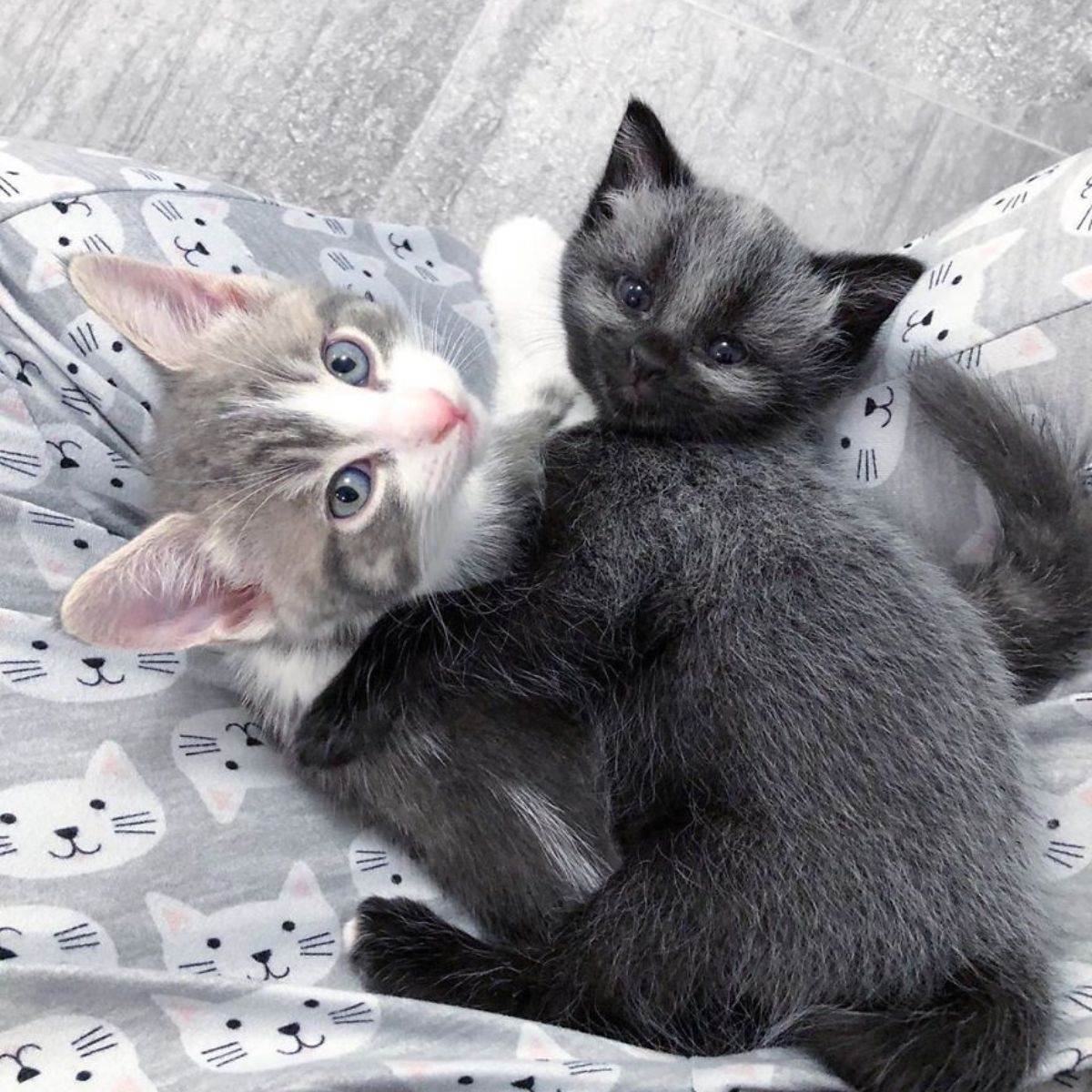 kitten lying with a cat