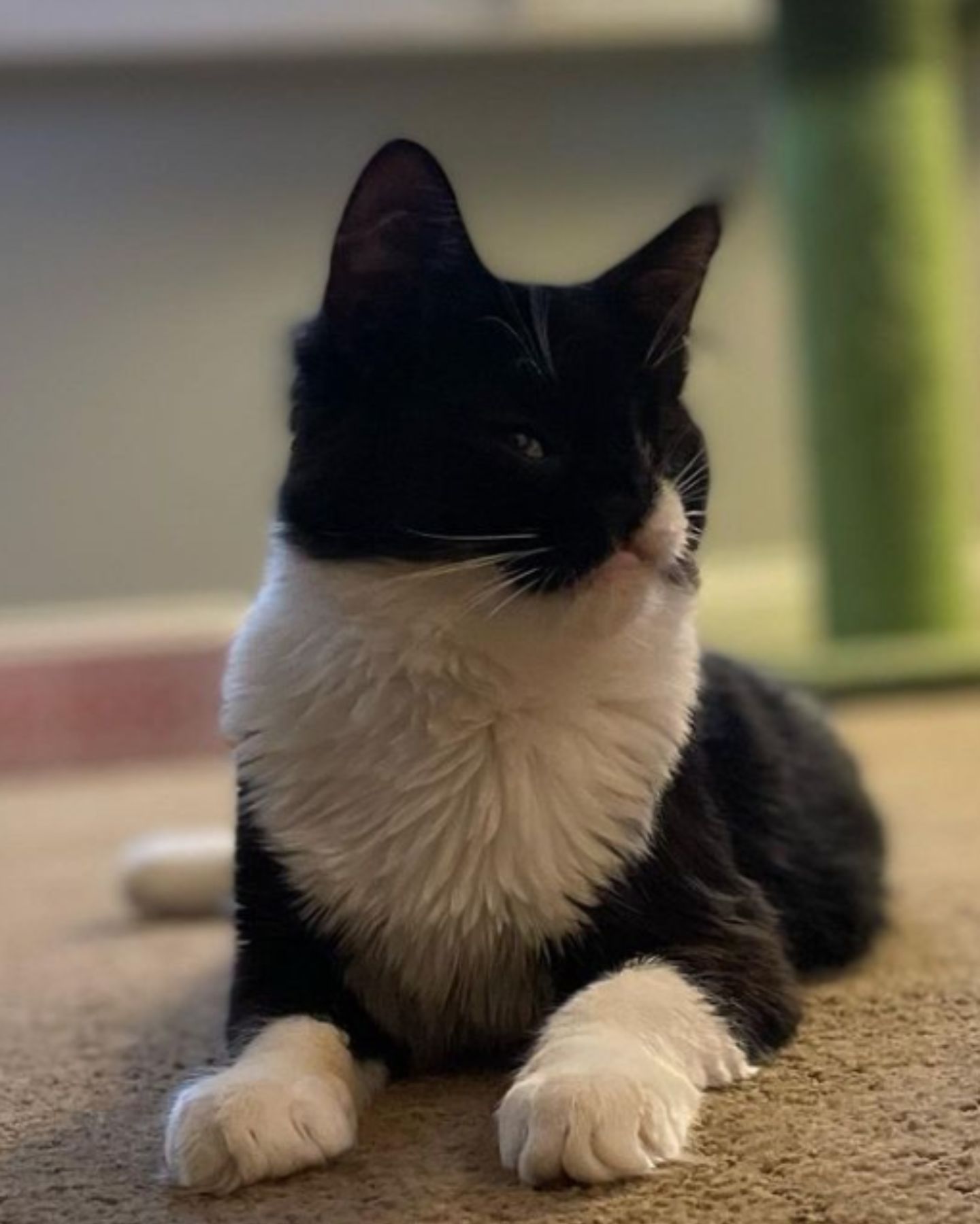kitten lying