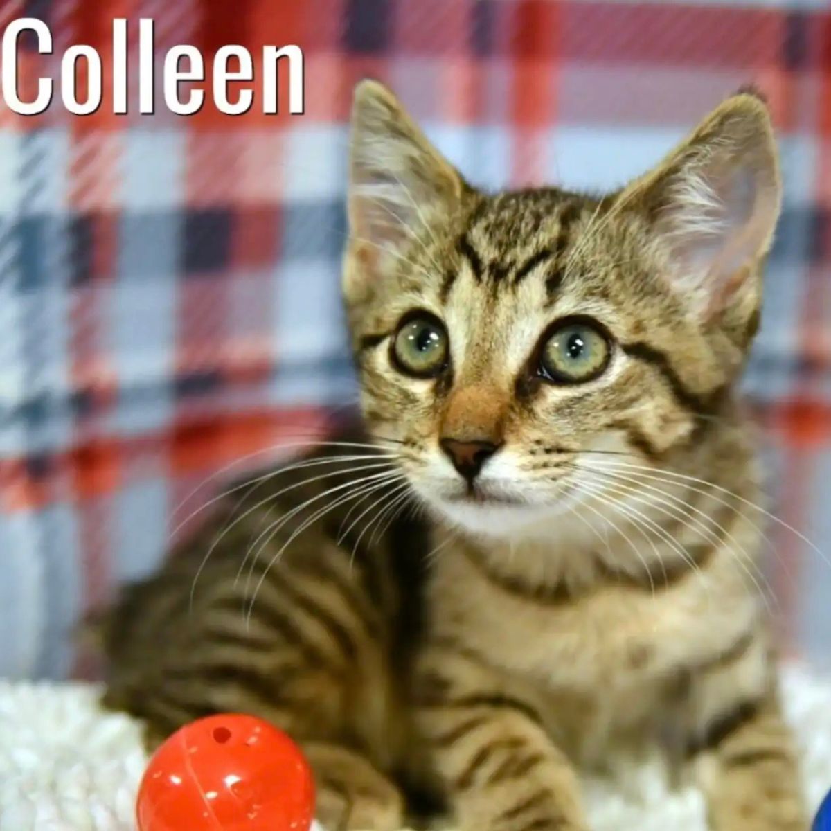 kitten named colleen